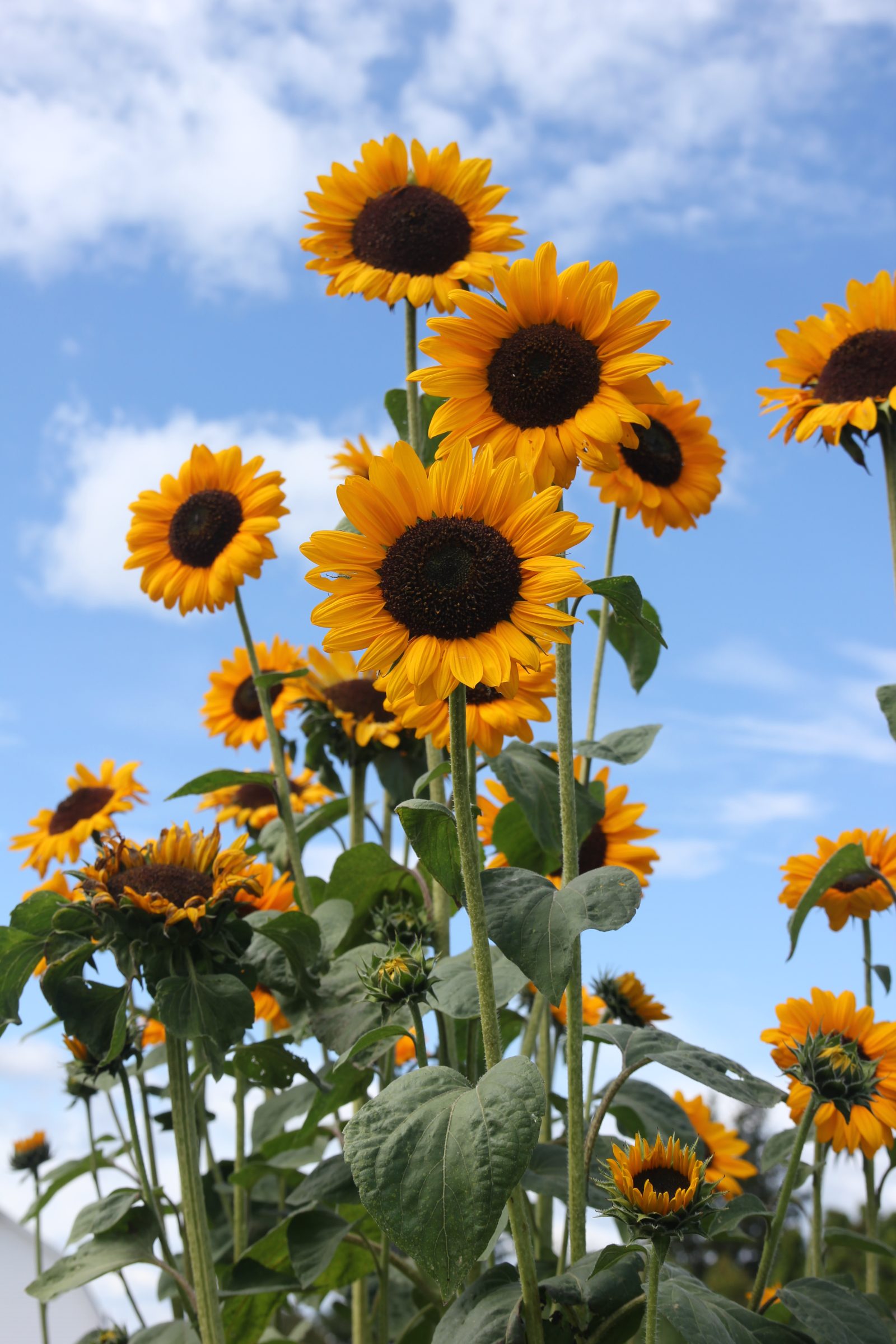 Sunflower crop with blue sky background