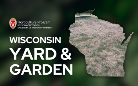 Lawn Renovation Plans Start Now