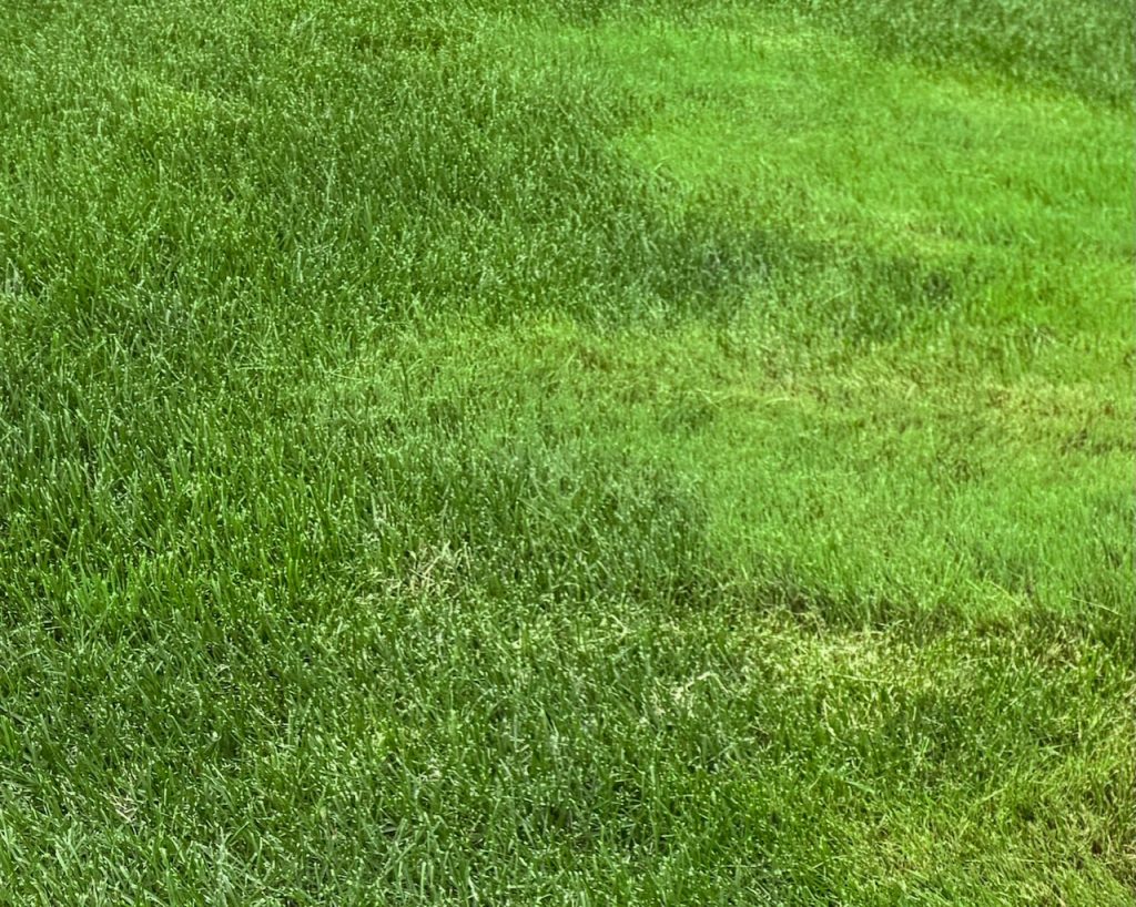 Lighter colored, finer textured creeping bentgrass appears as a distinct patch in this Kentucky bluegrass lawn