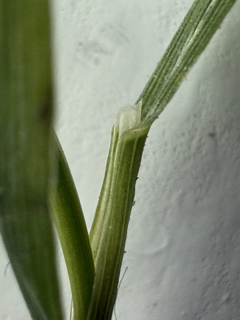 Thin whitish ligule of creeping bentgrass