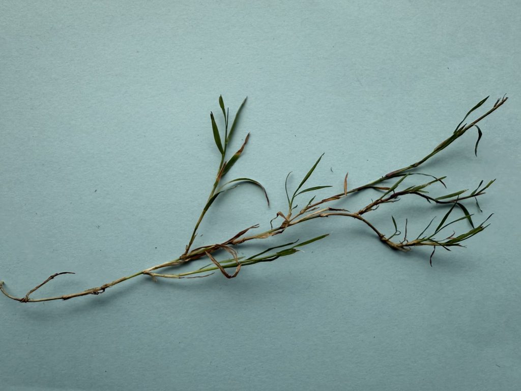 Long, thin stolon of creeping bentgrass with plants attached