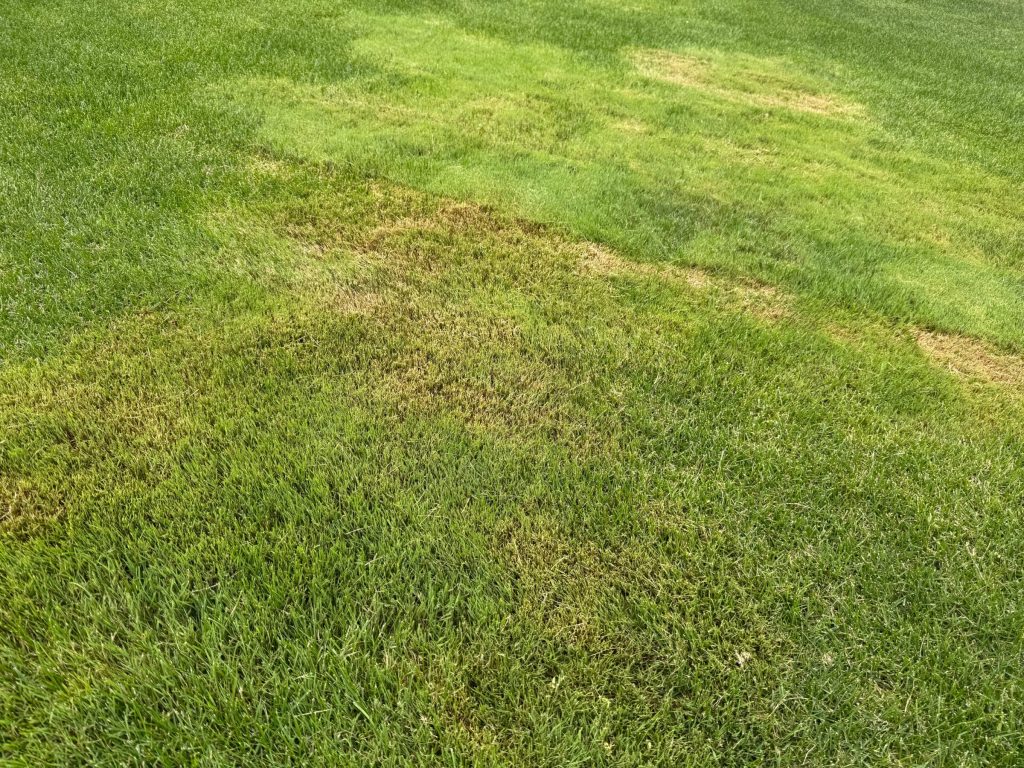 Large patch of creeping bentgrass standing ouit as a weed in a Kentucky bluegras lawn with different colot and finer tetxure. It also i easily damaged by rotary mowers use don lawns, appearing brown and scalped.