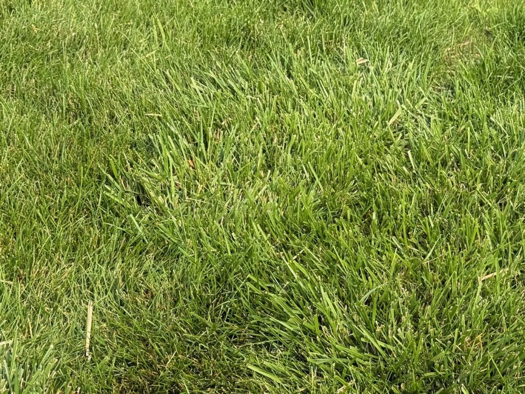 Patch of tall fescue appearing weedy in a Kentucky bluegrass lawn
