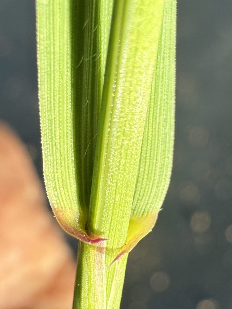 Clawlike auricles of quackgrass wrapping around stem of plant