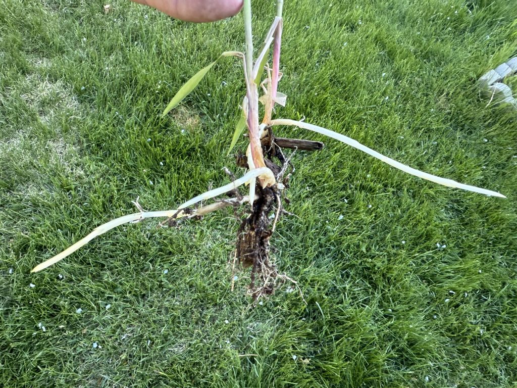 Large white rhizomes easily seen when pulling up quackgrass plants