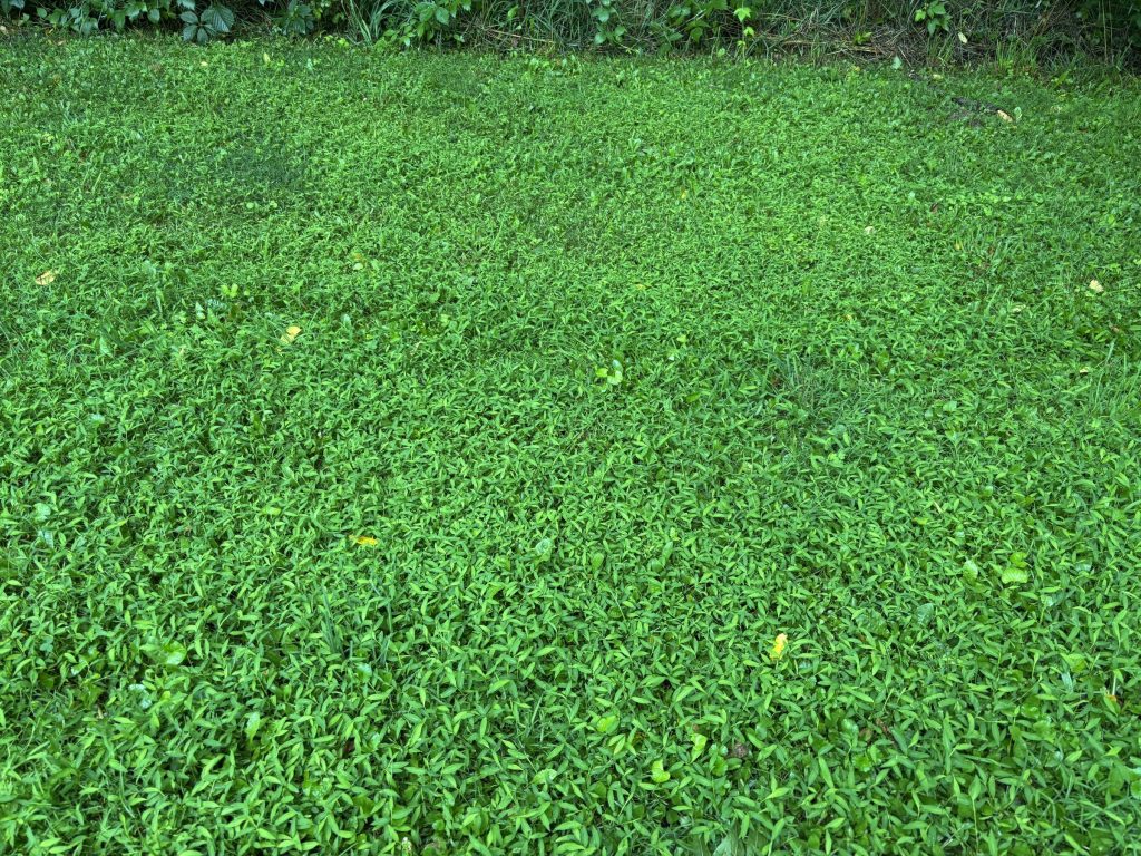 A mat of Japanese stiltgrass in Rock County, Wisconsin, in July 2025.