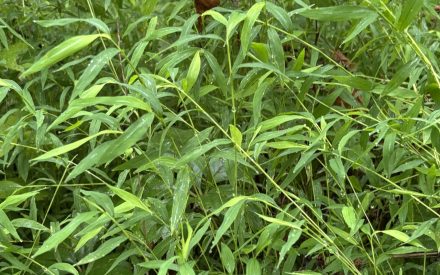 Invasive Stiltgrass Found in Rock County