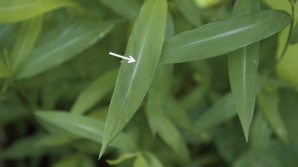 Stiltgrass has a distinctive silvery midrib, unlike similar-looking native grasses.