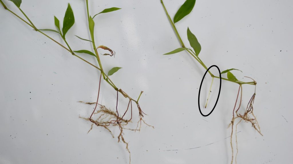 Stiltgrass root system with a rootlet circled.