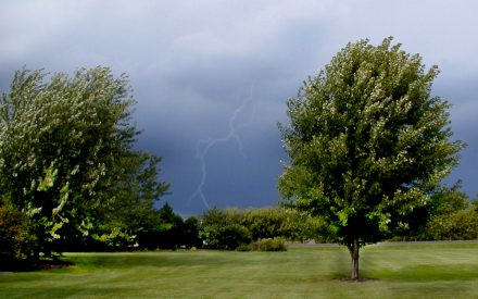 A bolt of lightening shoots across a dark gray sky with leaves on trees bending in the foreground