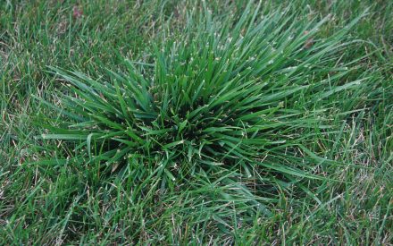 Perennial Grass Weeds in Lawns