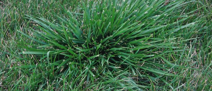Perennial Grass Weeds in Lawns