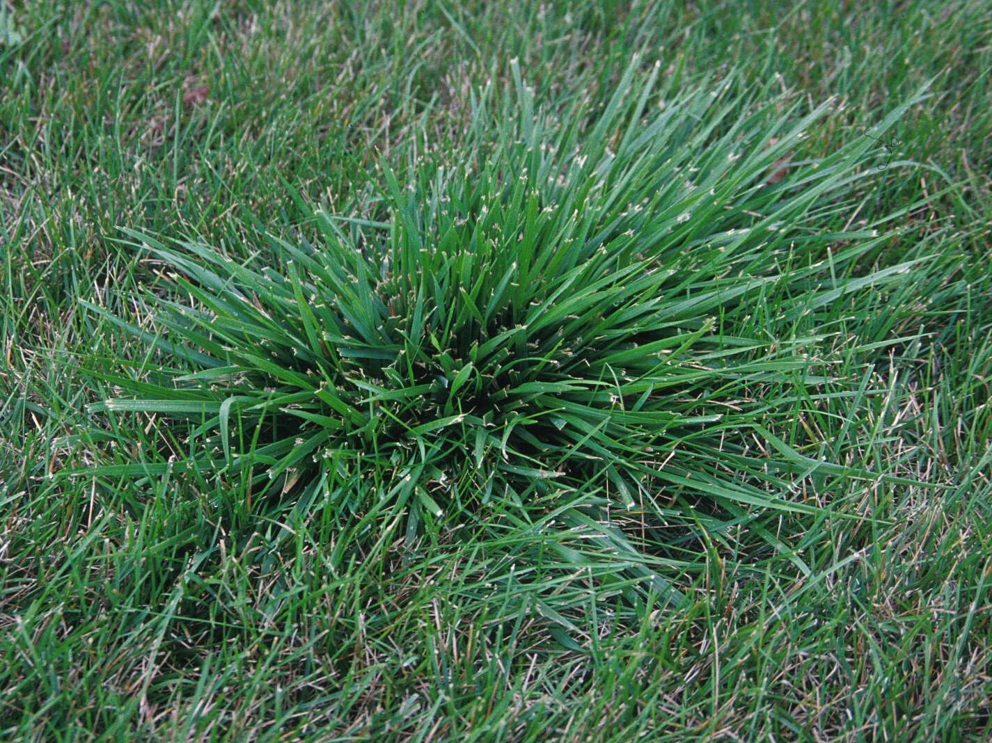 Coarse patch of pasture-type tall fescue appearing as a clumpy weed in Kentucky bluegrass lawn