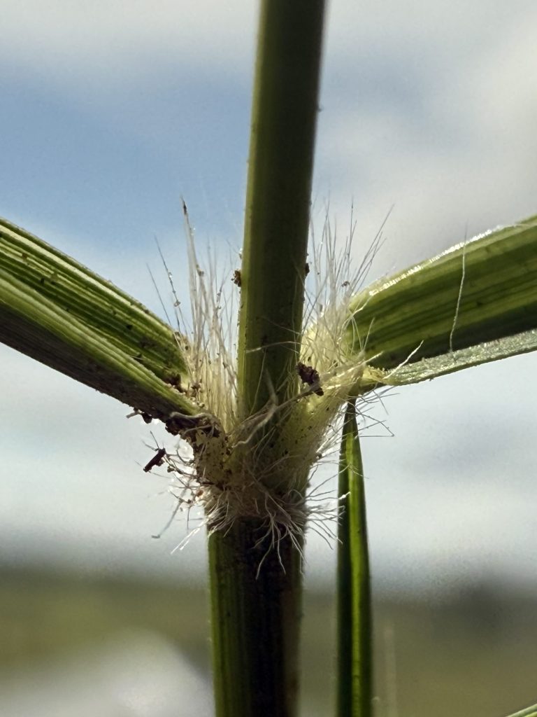 Whitish hairs on zoysiagrass plan where leaves meet the stems