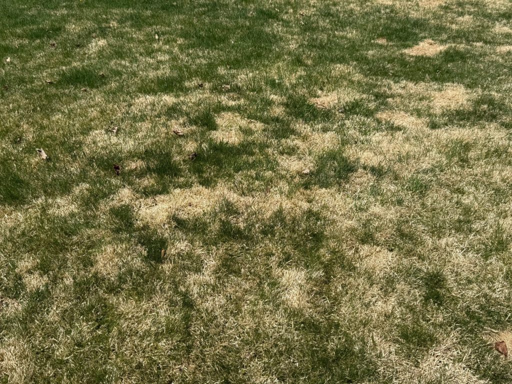 Straw colored dormant zoysiagrass mixed in an actively growing green Kentucky bluegrass lawn