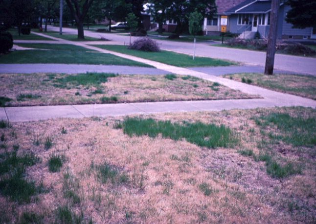 This zoysiagrass lawn is brown and dormant and contrasts with green perennial ryegrass and Kentucky bluegrass seeded into it