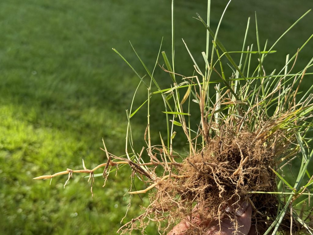 Zoysiagrass plant showing cluster of stolons, rhizomes, and root tissue