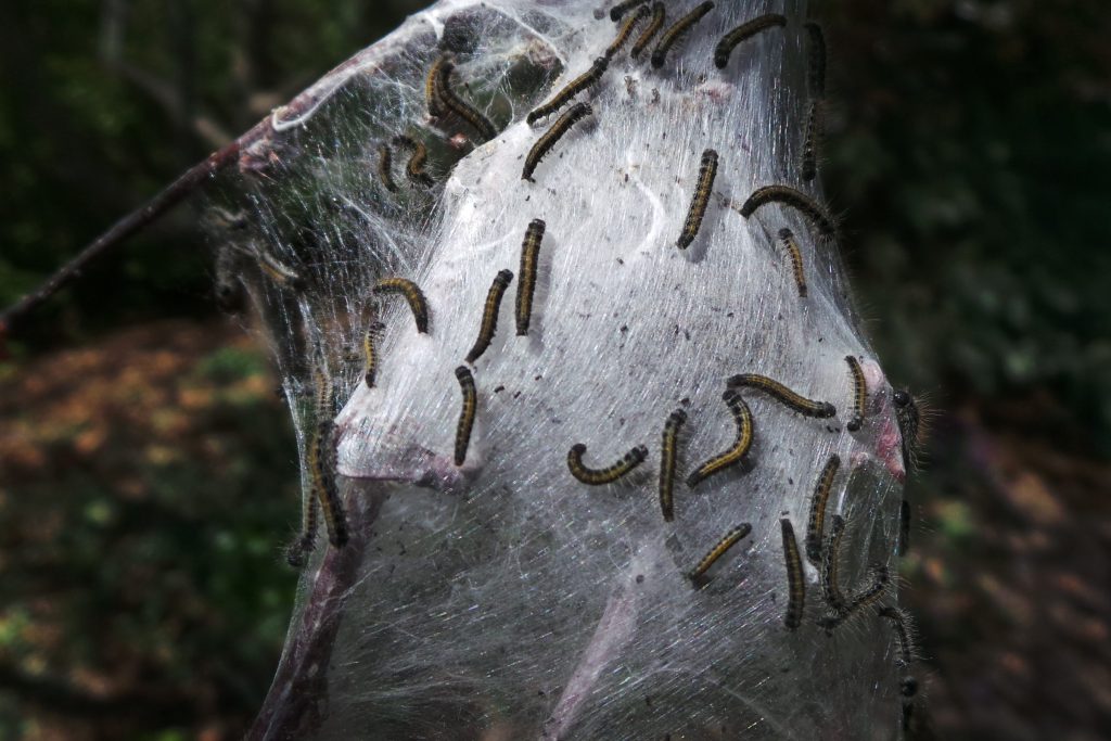 Mature Eastern Tent Caterpillar crawling on top of a silken web structure in a tree branch