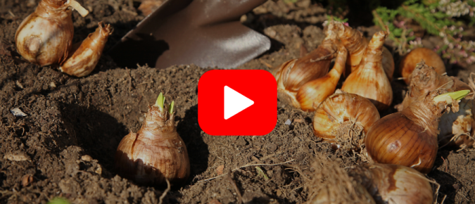 ▶︎ Watch: Fall Bulb Planting