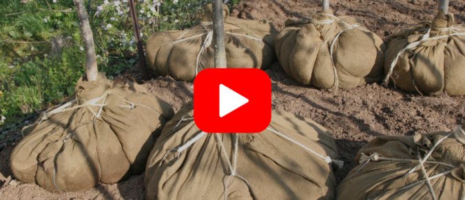 ▶︎ Watch: Planning for Fall Planting – Choosing the right trees and shrubs for success