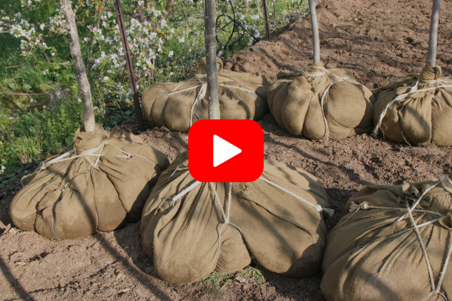 ▶︎ Watch: Planning for Fall Planting – Choosing the right trees and shrubs for success