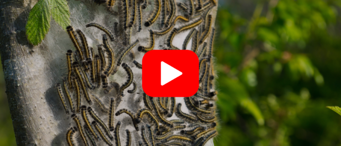 ▶︎ Watch: Torching Tent Caterpillars