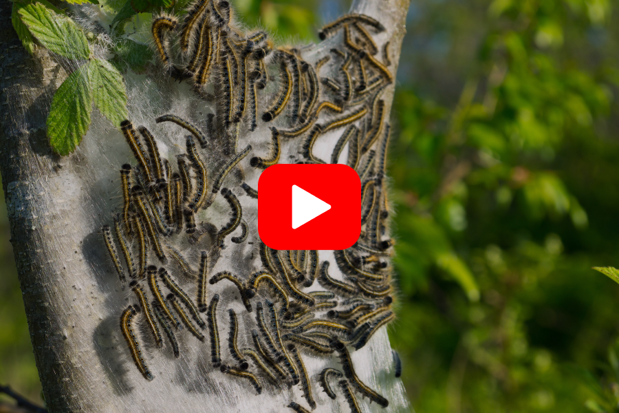 ▶︎ Watch: Torching Tent Caterpillars