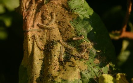 UW Lab Lens: Sept. 15, 2025