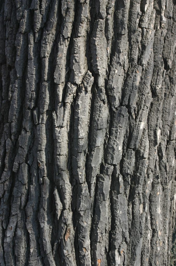Close-up of roughly textured tree bark