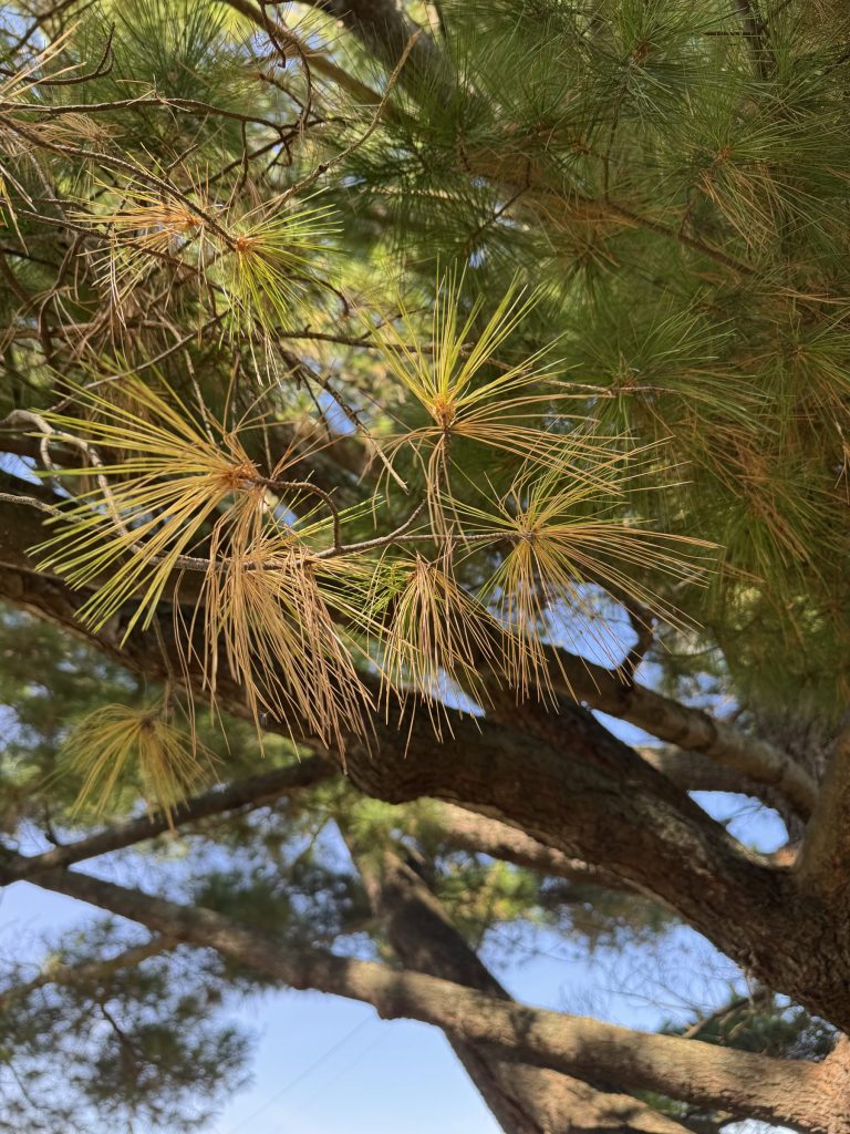 Seasonal Needle Drop