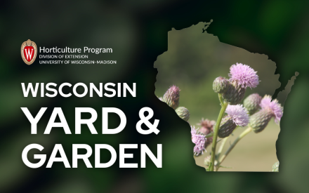 Why Weeds Are Chronic Problems