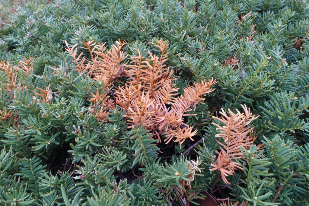 Browning on tips of yew.