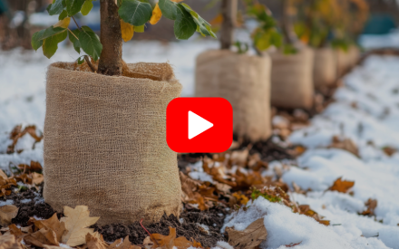 ▶︎ Watch: Tips for Getting Landscape Plants Ready for Winter