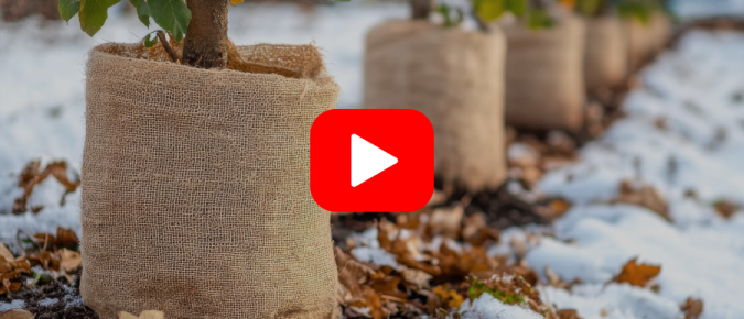 ▶︎ Watch: Tips for Getting Landscape Plants Ready for Winter