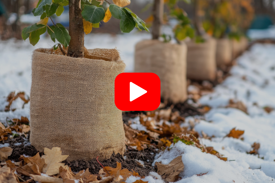 ▶︎ Watch: Tips for Getting Landscape Plants Ready for Winter
