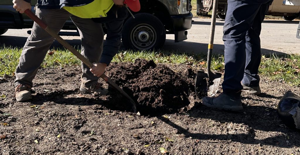 Promoting Urban Forestry: Planting Bareroot Trees in Home Landscapes