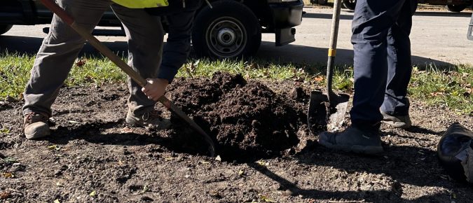 Promoting Urban Forestry: Planting Bareroot Trees in Home Landscapes