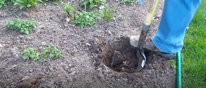 Promoting Urban Forestry: Planting Bareroot Trees in Home Landscapes