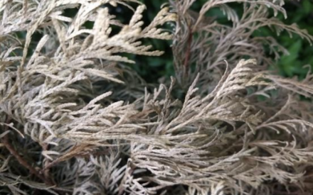 Keep Watering in Fall to Protect Evergreens from Winter Burn