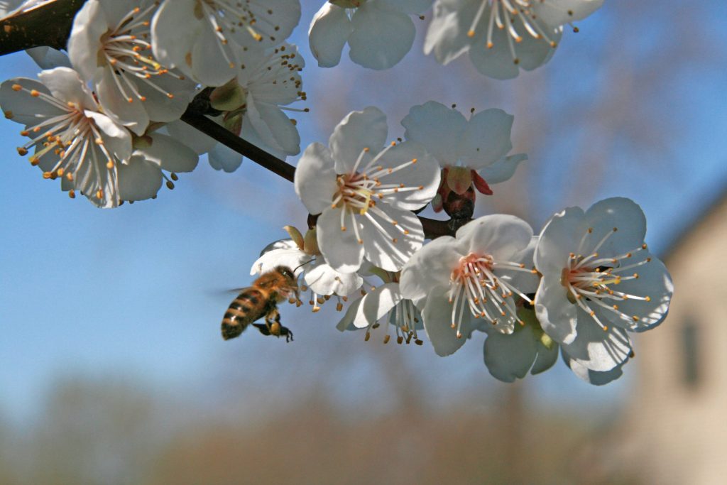 What’s All the Buzz?  Woody Plants for Bees, Butterflies, and Other Bee-t-full Pollinators