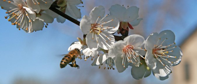 What’s All the Buzz?  Woody Plants for Bees, Butterflies, and Other Bee-t-full Pollinators