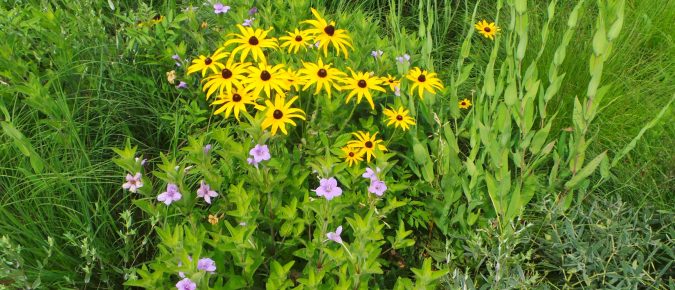 Low-Maintenance Landscapes