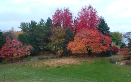 November 2025 Newsletter