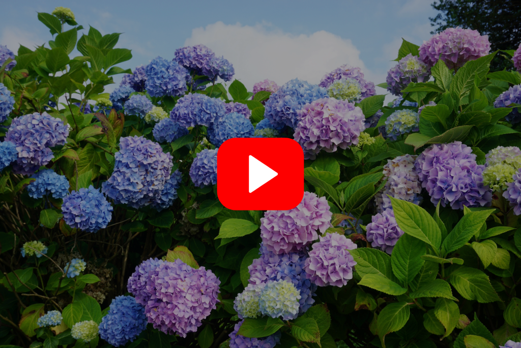 ▶︎ Watch: Hydrangeas: Know Them and Grow Them