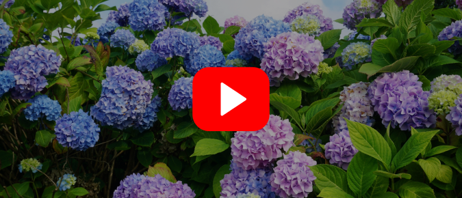 ▶︎ Watch: Hydrangeas: Know Them and Grow Them