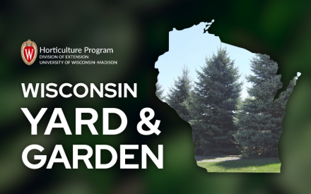 Spruces in Wisconsin Landscapes & Forests