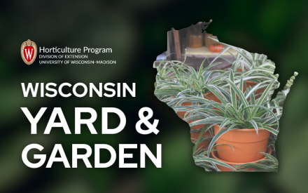 Dependable & Durable Houseplants