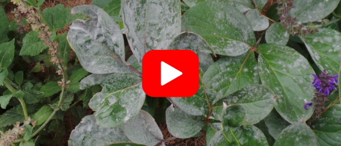 ▶︎ Watch: Powdery Mildew Home Remedies