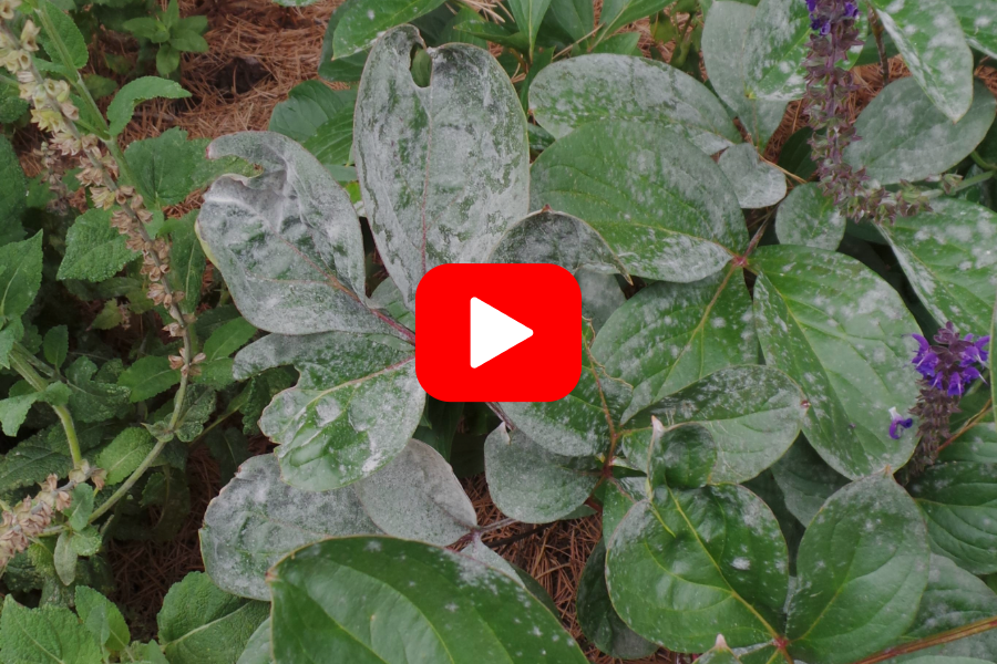 ▶︎ Watch: Powdery Mildew Home Remedies