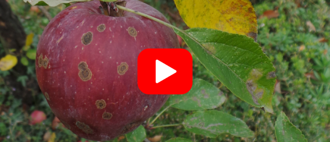 ▶︎ Watch: Apple Pest Management for Home Gardeners